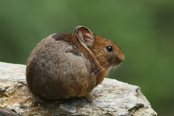 A pika of the Himalayas