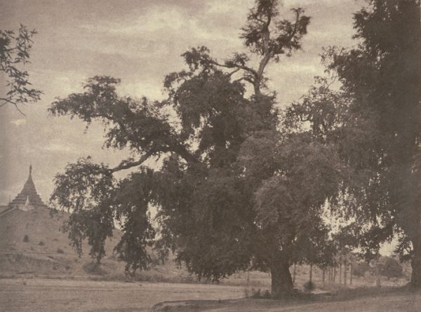 No. 10. Ye-nan-gyoung [Yenangyaung]. Tamarind tree